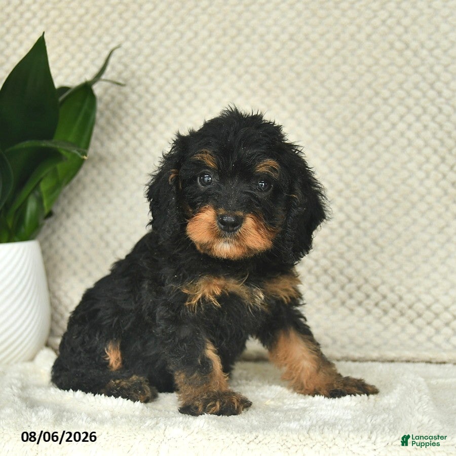 Cavapoo dogs Ruby  - Ad 2