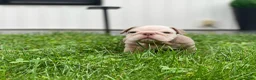 English Bulldog dogs for sale: Snow Heart - Ad 12