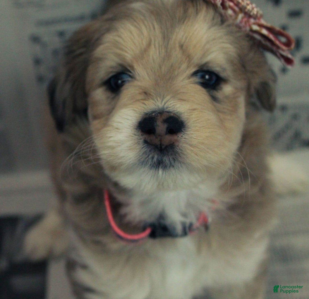 Mixed Breed dogs Adore - Ad 18