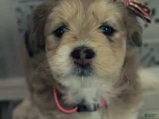 Mixed Breed dogs Adore - Ad 18