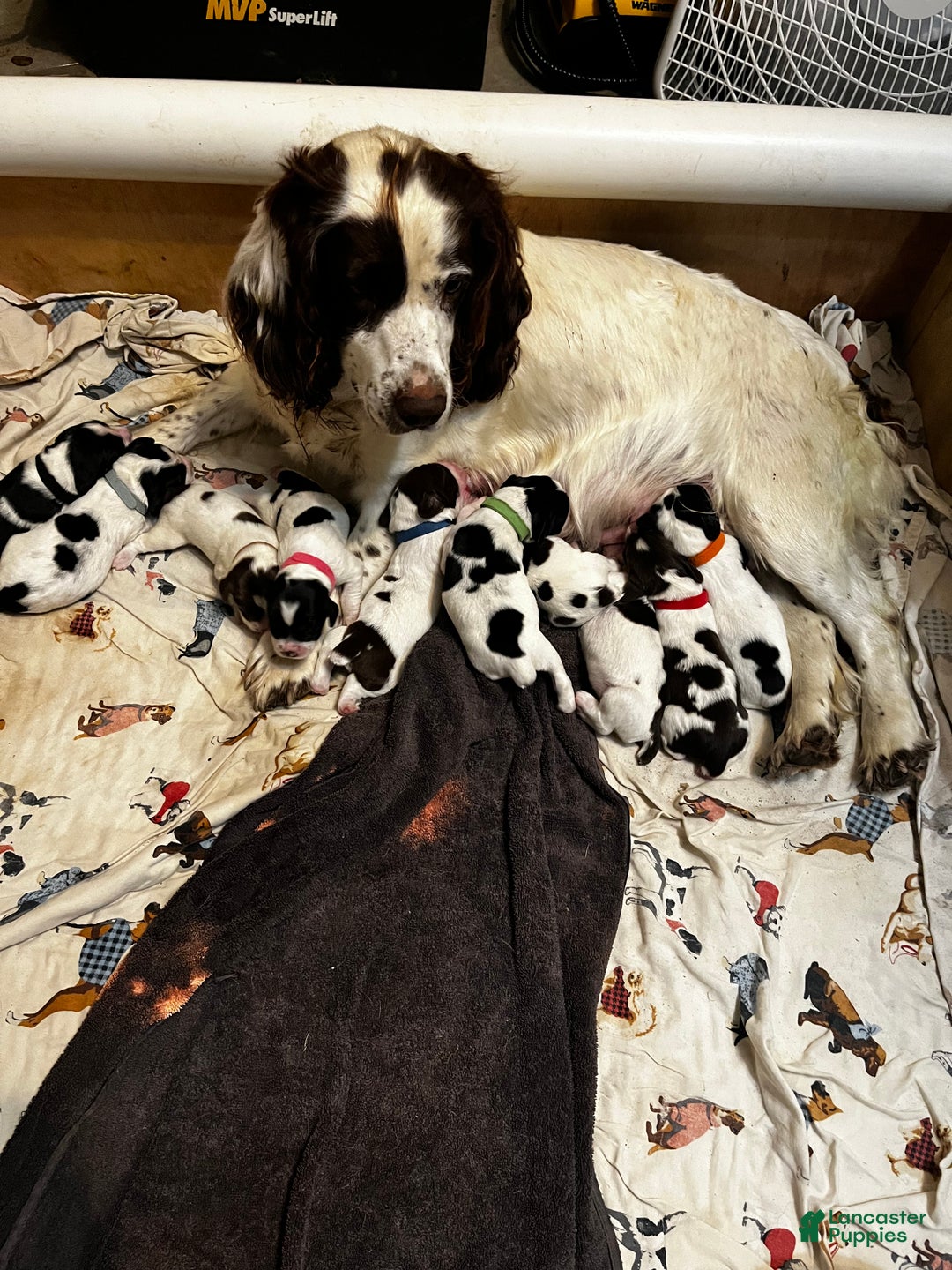 English Springer Spaniel dogs for sale: English Springer Spaniel Puppy 7 - Ad 5