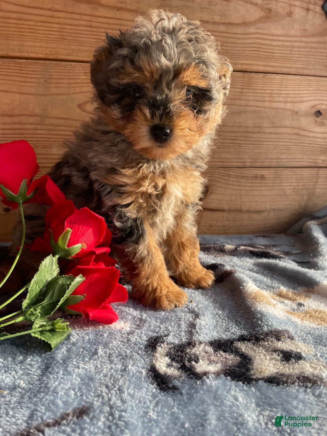 Pomapoo dogs for sale: Biff - Ad 1