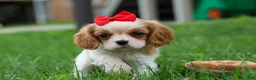 Cavalier King Charles Spaniel dogs for sale:  Nugget🐾 - Ad 1