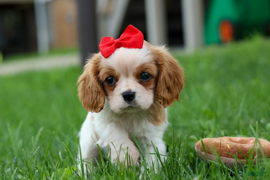 Cavalier King Charles Spaniel dogs for sale:  Nugget🐾 - Ad 1