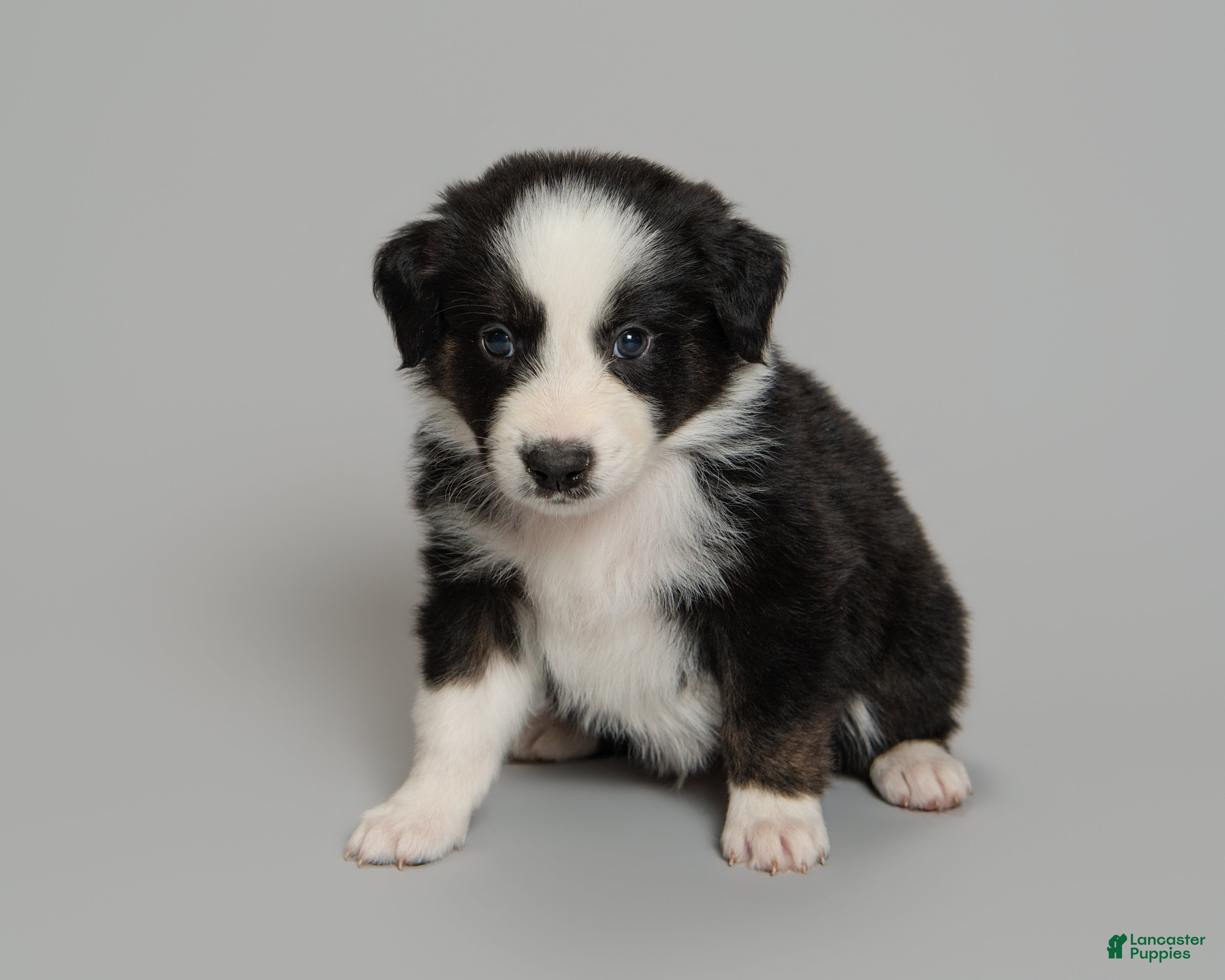 Australian Shepherd dogs Snot - Ad 2