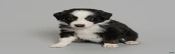 Australian Shepherd dogs for sale: Snot - Ad 2