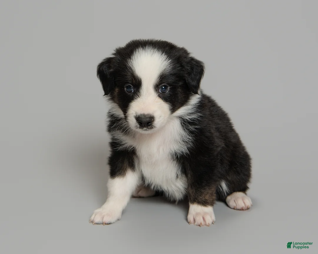 Australian Shepherd dogs for sale: Snot - Ad 2