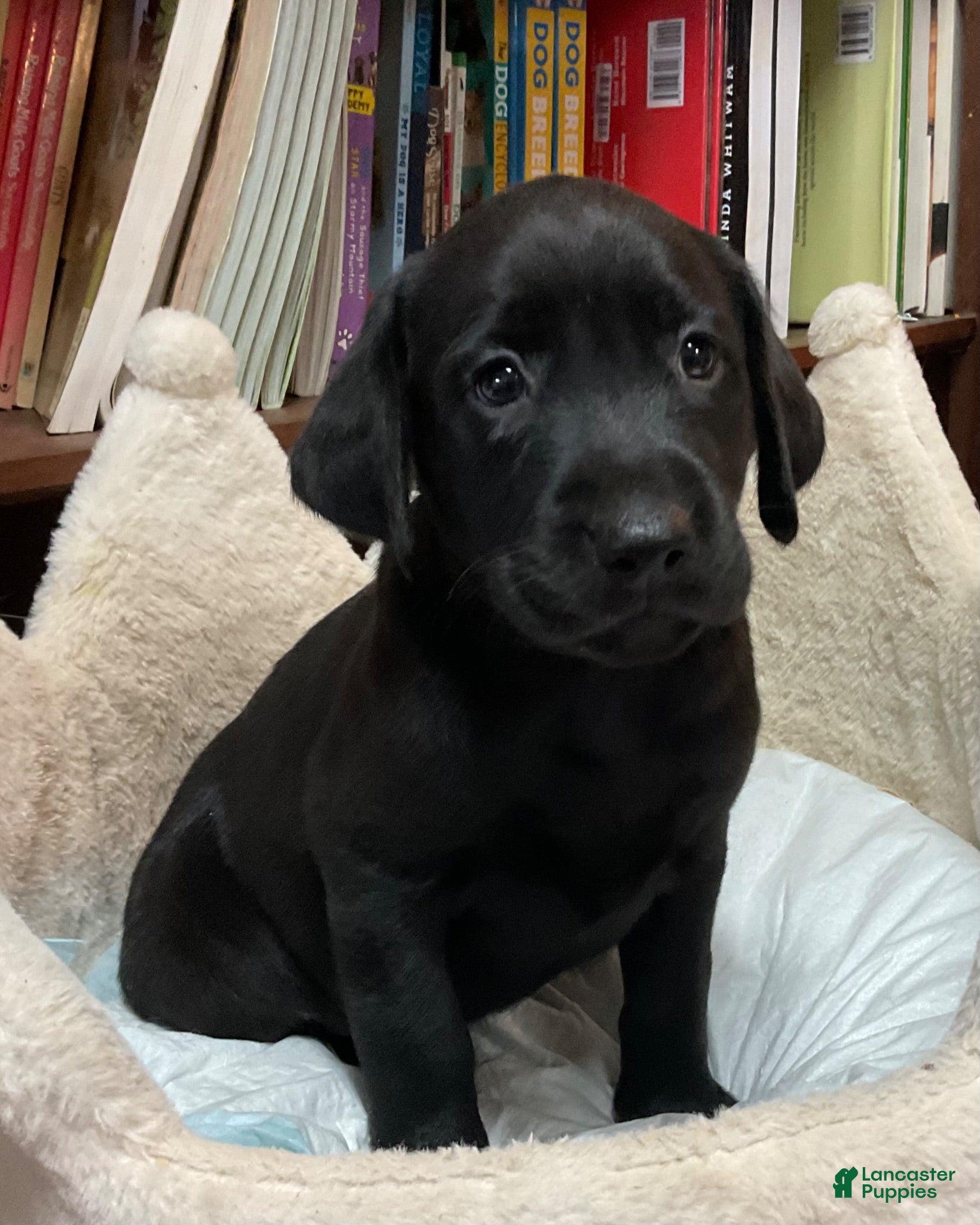 Labrador Retriever dogs Bailey - Ad 2