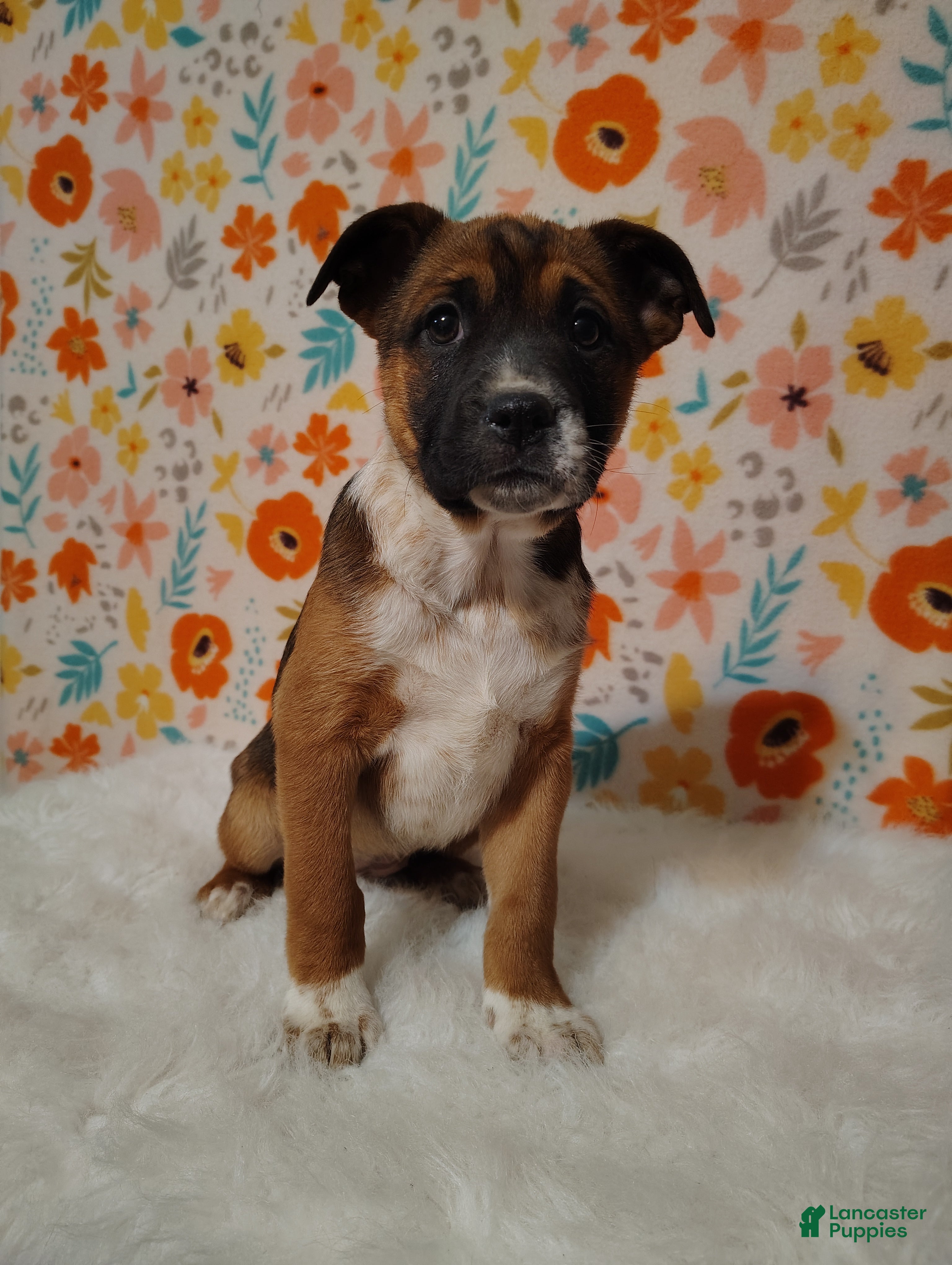 Mixed Breed dogs Belle - Ad 1