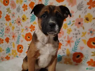 Mixed Breed dogs for sale: Belle - Ad 2