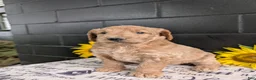 Goldendoodle dogs for sale: Lou - Ad 7