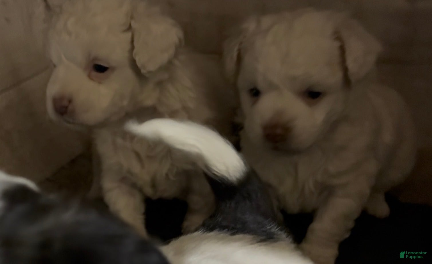 Havapoo dogs  Puppy 1 - Ad 4