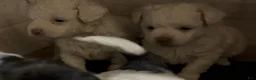 Havapoo dogs for sale:  Puppy 1 - Ad 1
