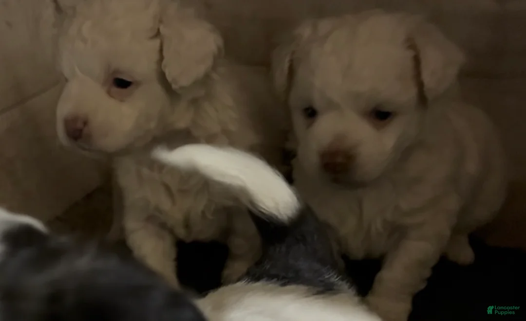 Havapoo dogs for sale:  Puppy 1 - Ad 1