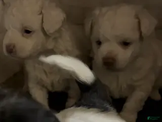 Havapoo dogs Puppy 1 - Ad 4