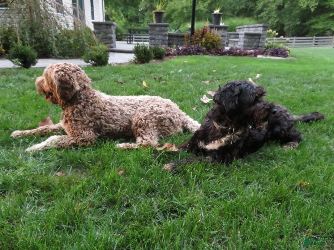 Gallery Image {{count}}