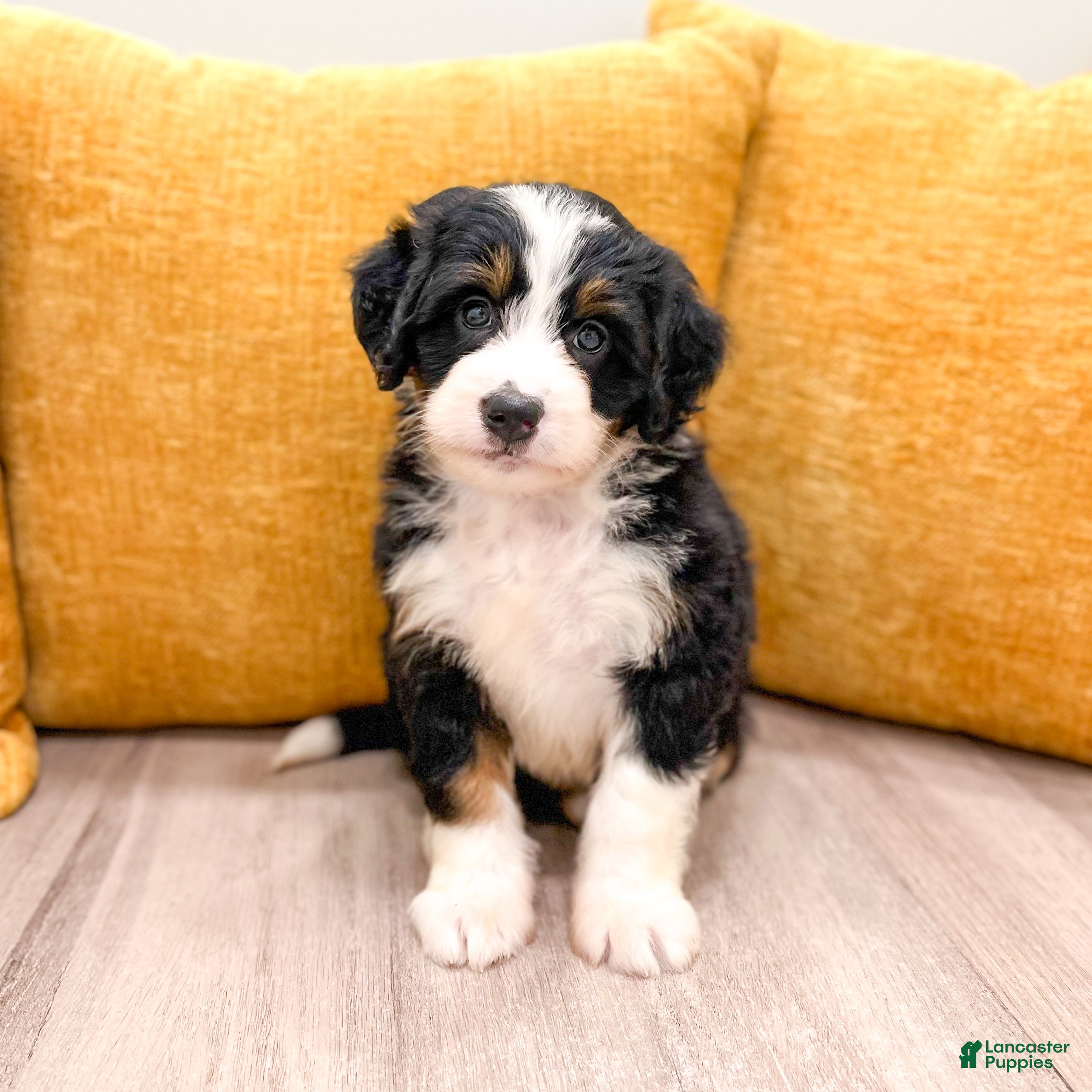 Mini Bernedoodle dogs Jewel - Ad 1