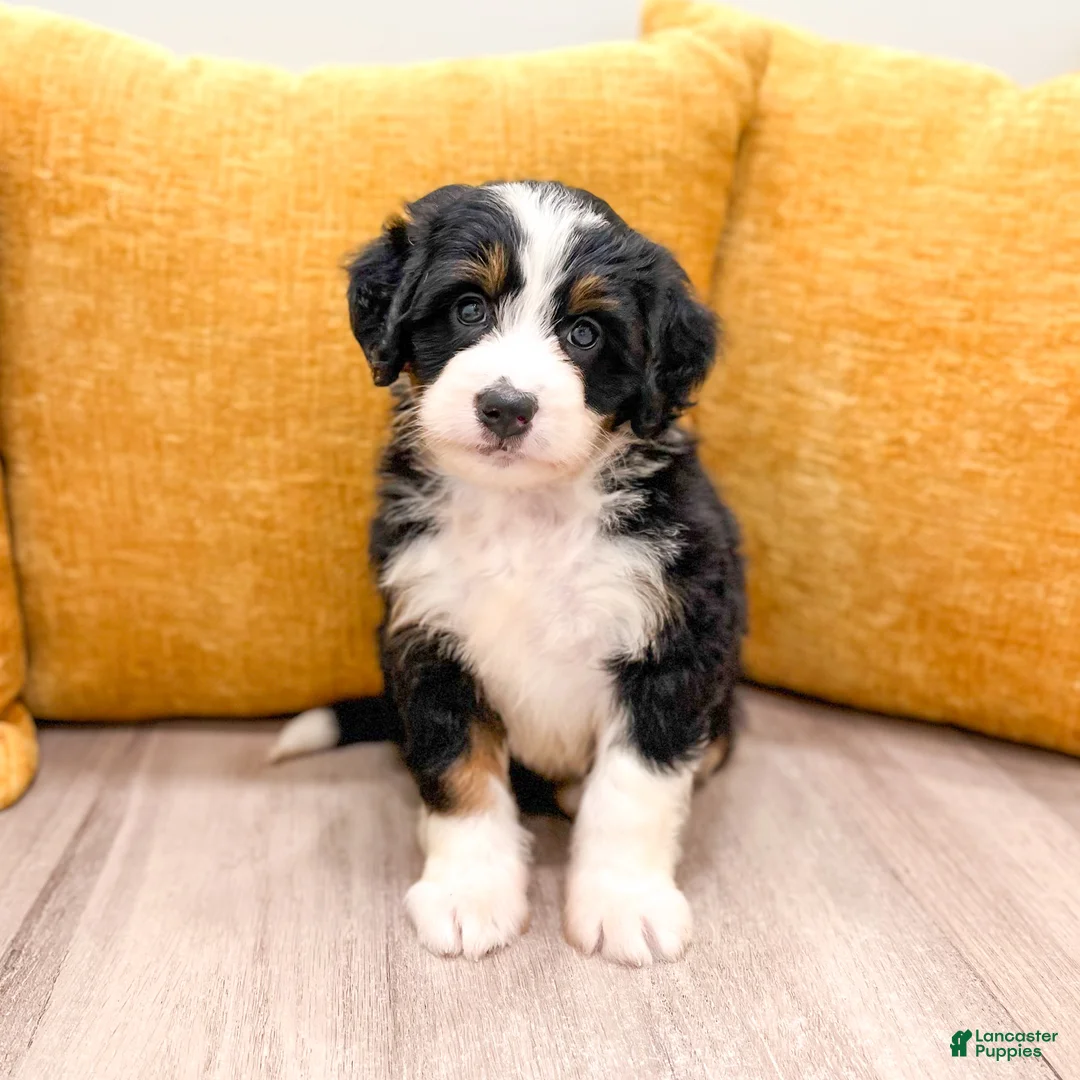 Mini Bernedoodle dogs for sale: Jewel - Ad 1