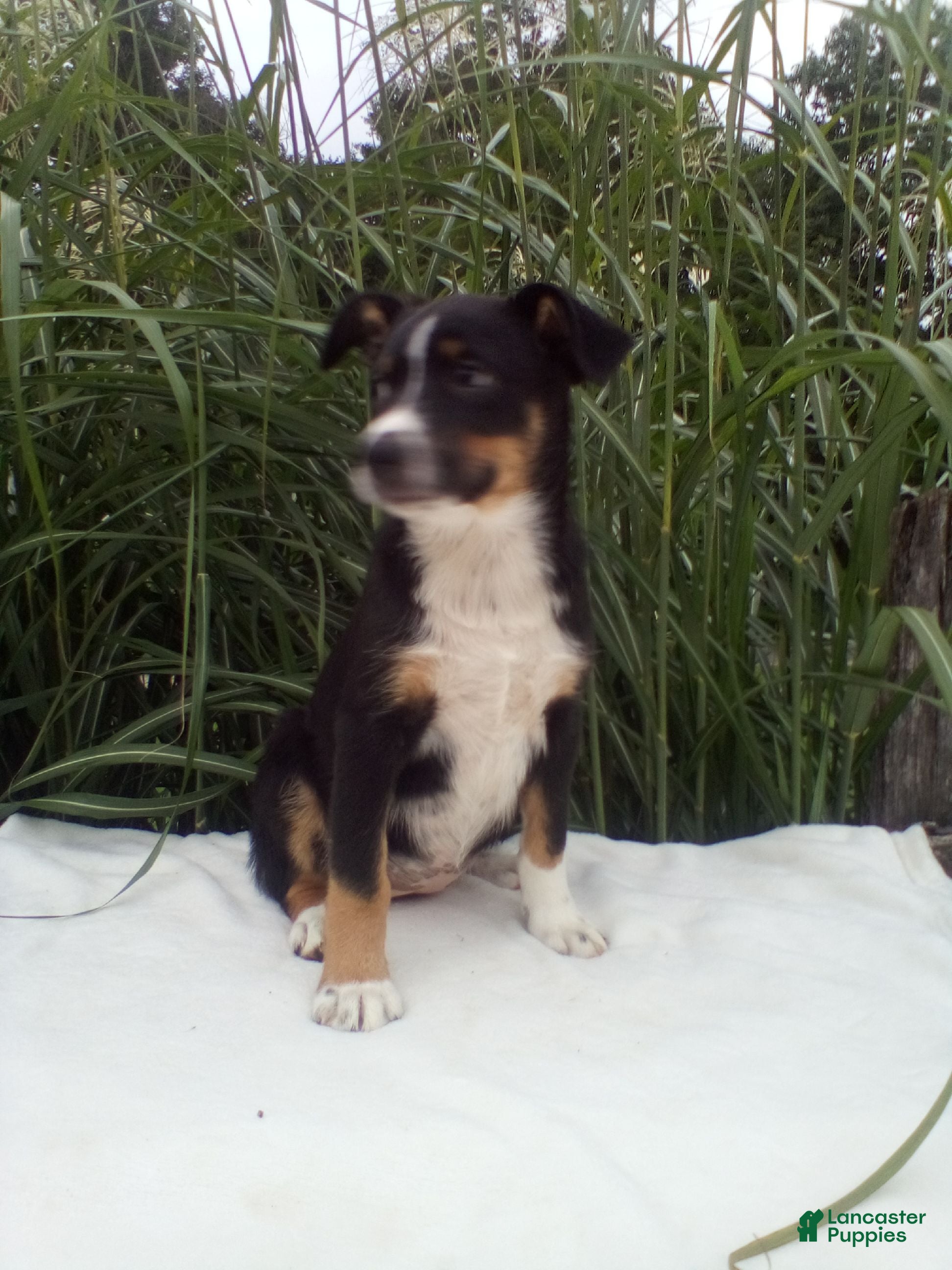 Miniature Australian Shepherd dogs Lexi - Ad 1