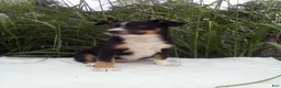 Miniature Australian Shepherd dogs for sale: Lexi - Ad 1