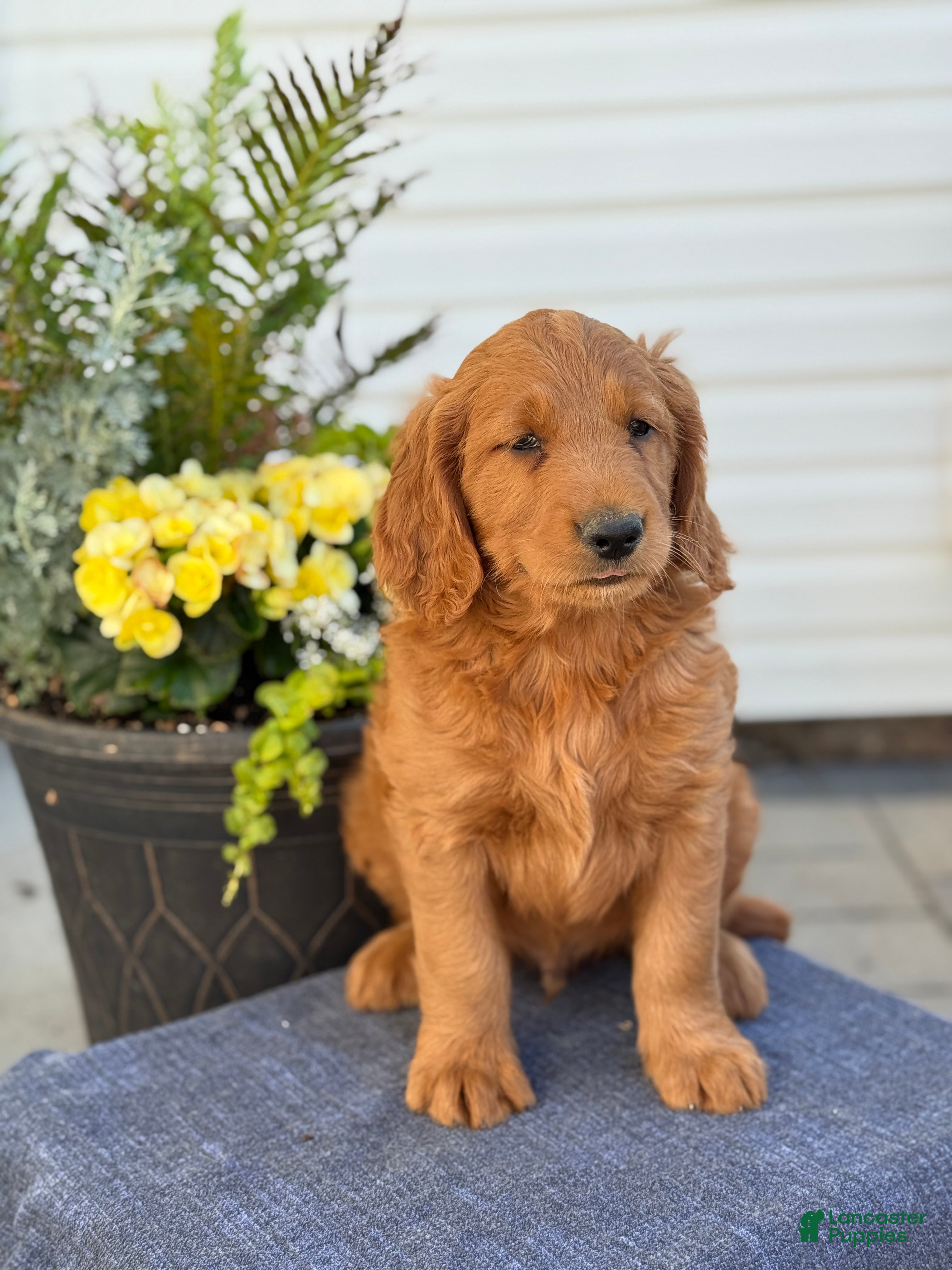 Goldendoodle dogs Tripp - Ad 1