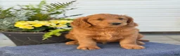 Goldendoodle dogs for sale: Tripp - Ad 1
