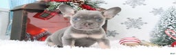 French Bulldog dogs for sale: Jimmy - Ad 2
