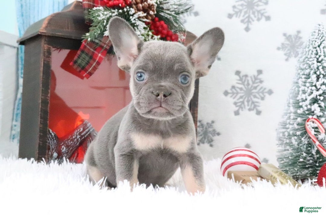 French Bulldog dogs for sale: Jimmy - Ad 2