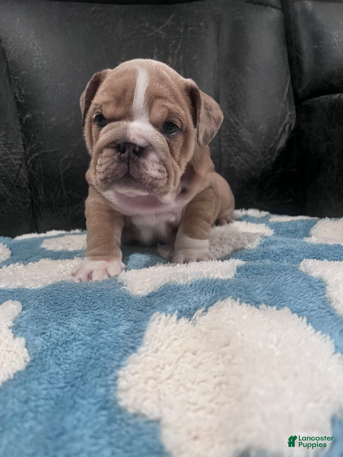 English Bulldog dogs for sale: Lily  - Ad 4