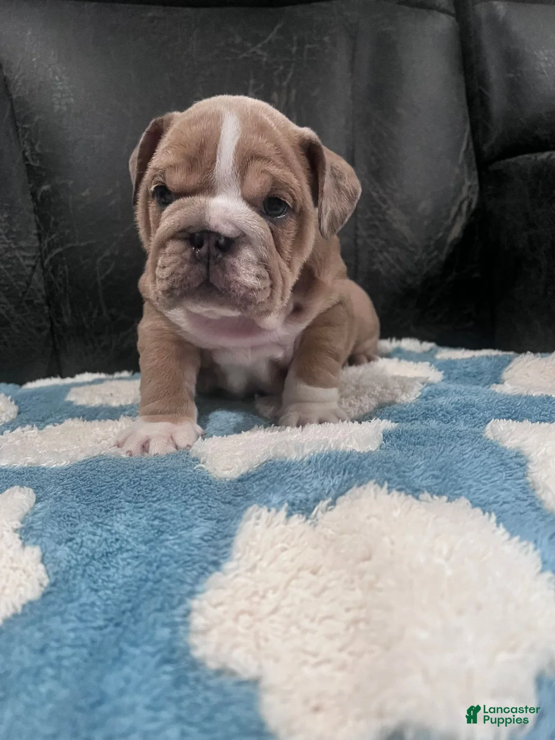 English Bulldog dogs for sale: Lily  - Ad 1