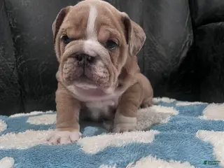 English Bulldog dogs for sale: Lily - Ad 4