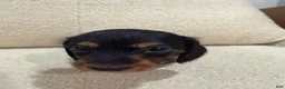 Miniature Dachshund dogs for sale: Miniature Dachshund 1 - Ad 11