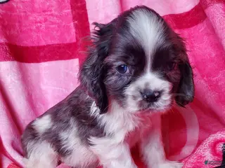 Cocker Spaniel dogs Thor (little one) - Ad 34