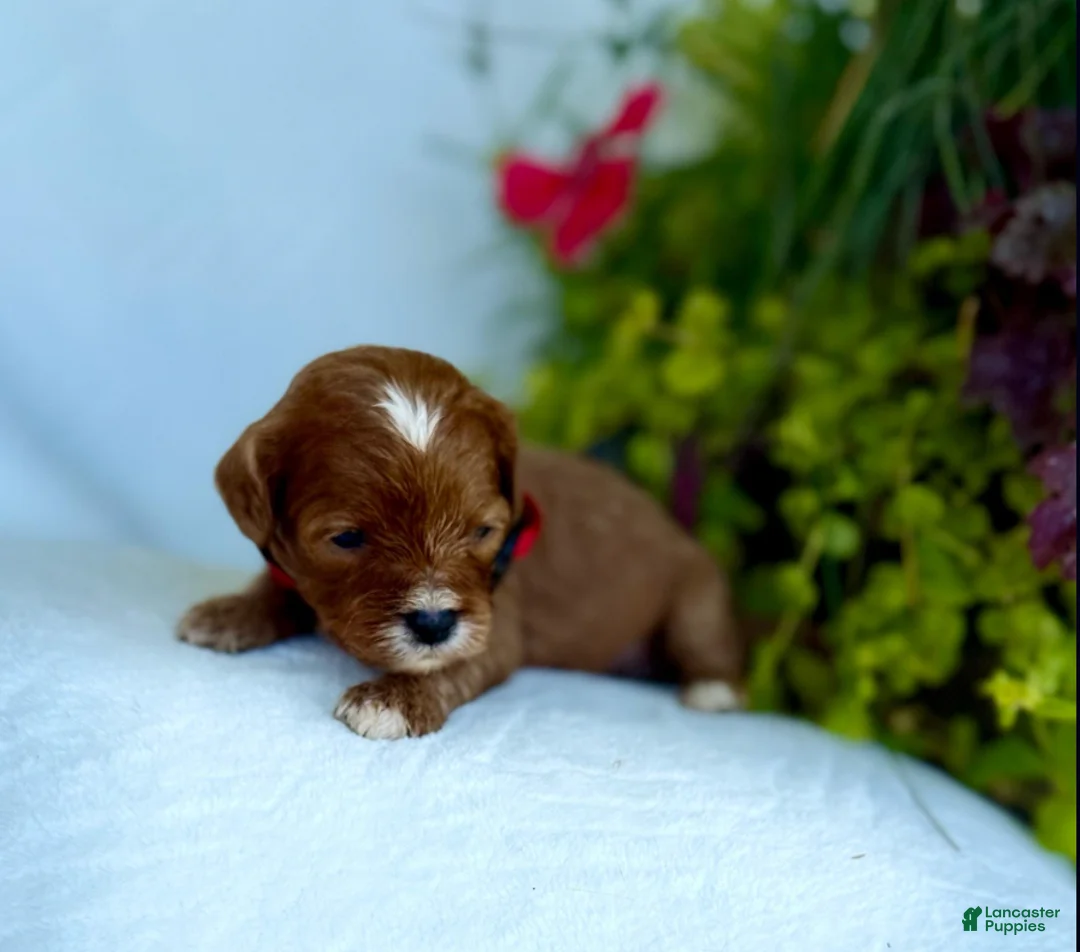 Cavapoo dogs for sale: Finn - Ad 5