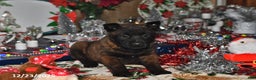 Belgian Malinois dogs for sale: Lacey - Ad 5