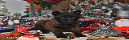 Belgian Malinois dogs for sale: Lacey - Ad 10