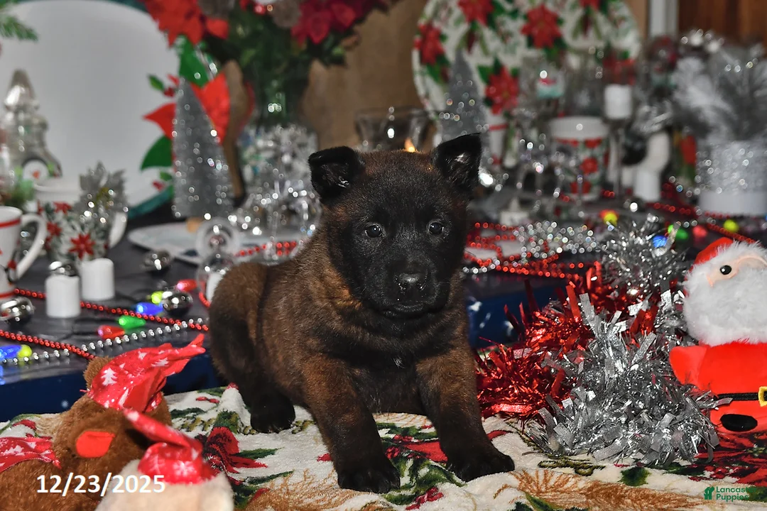 Belgian Malinois dogs for sale: Lacey - Ad 10