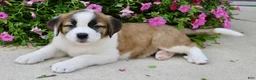 Saint Bernard dogs for sale: Loretta - Ad 6