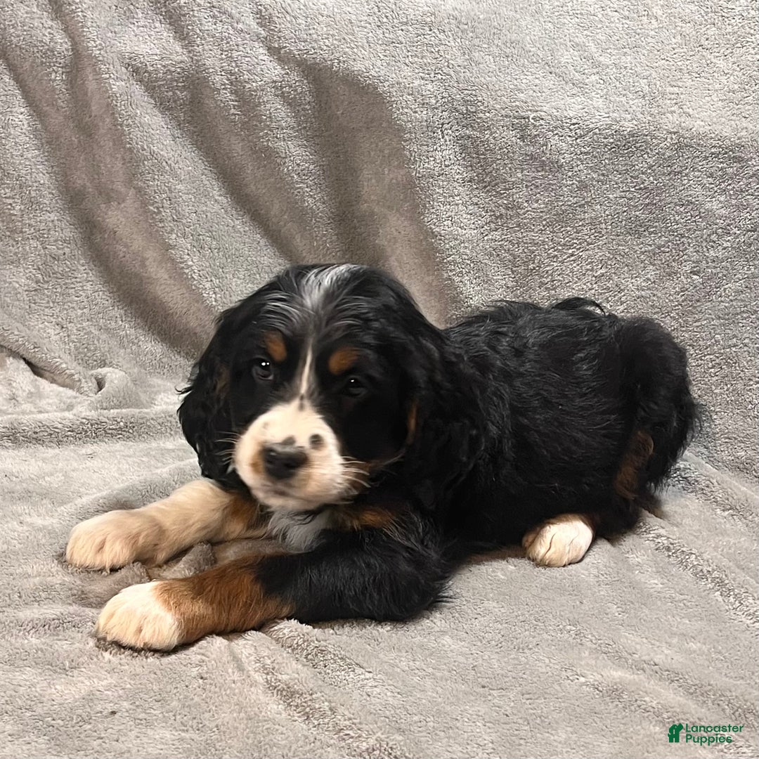 Mixed Breed dogs for sale: Grady - Ad 4