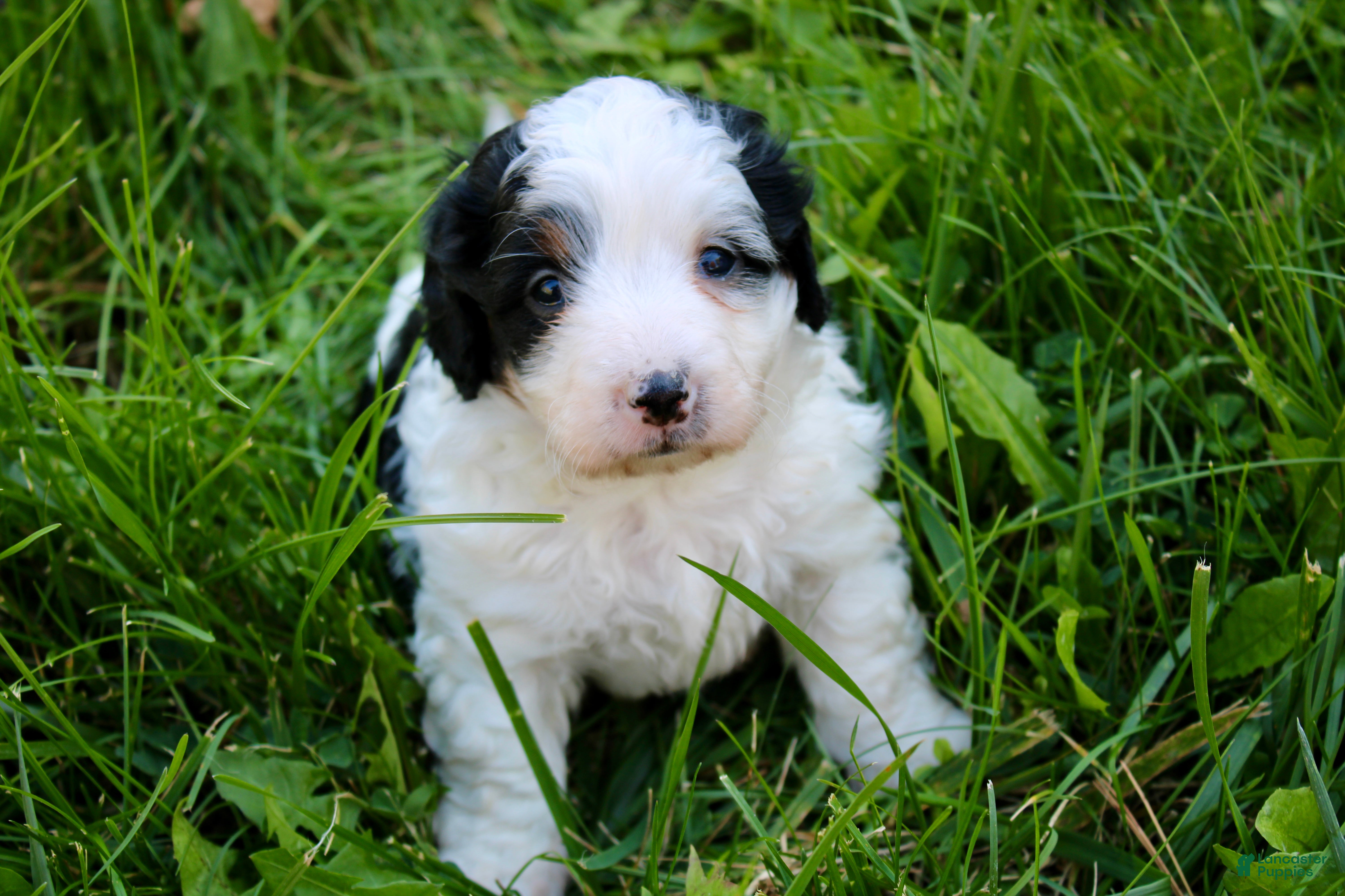 Mini Bernedoodle dogs for sale: Teagan - Ad 2