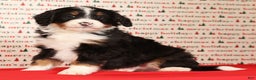 Mini Bernedoodle dogs for sale: Ranger - Ad 8