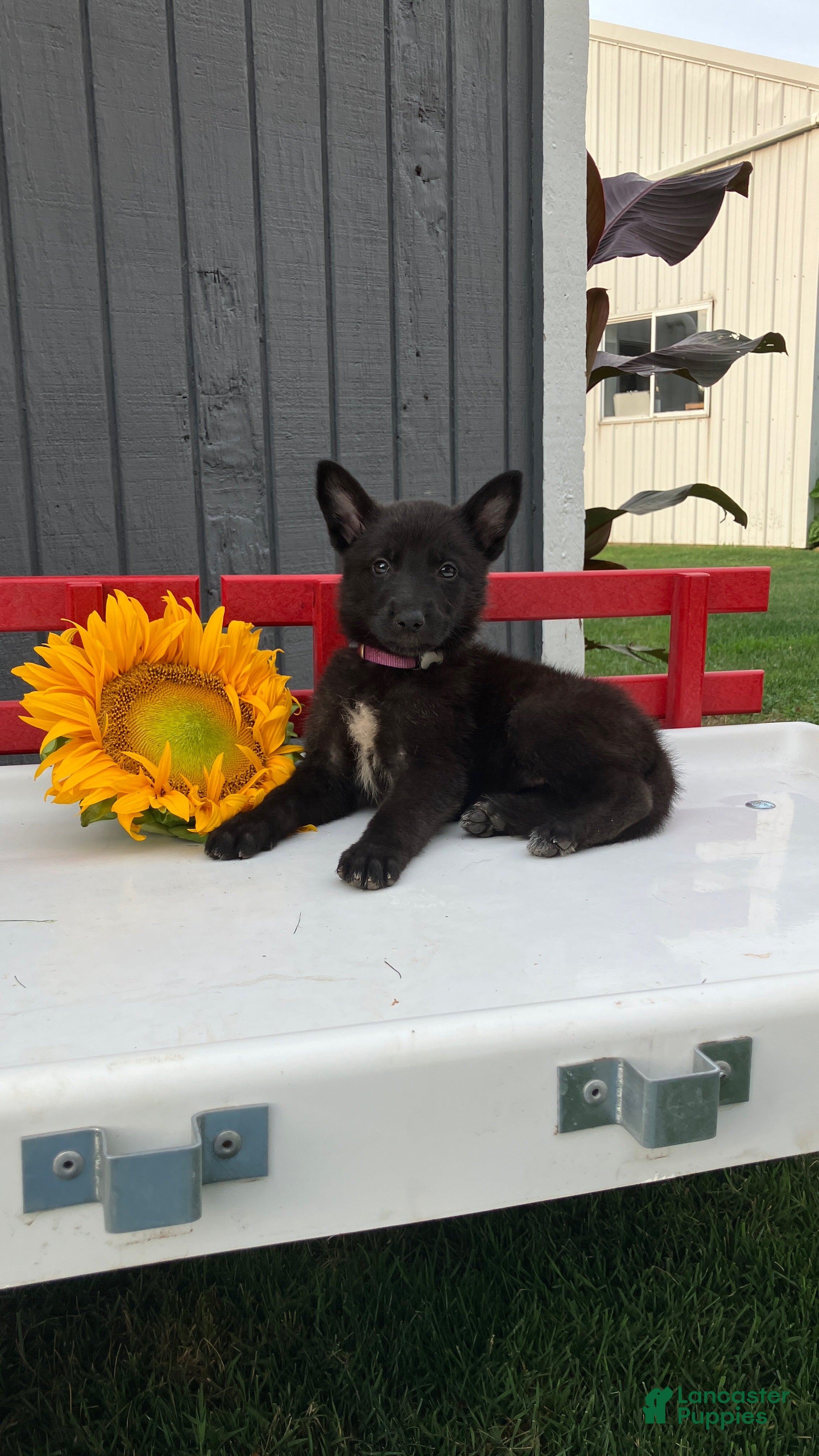 German Shepherd dogs Trixie - Ad 1