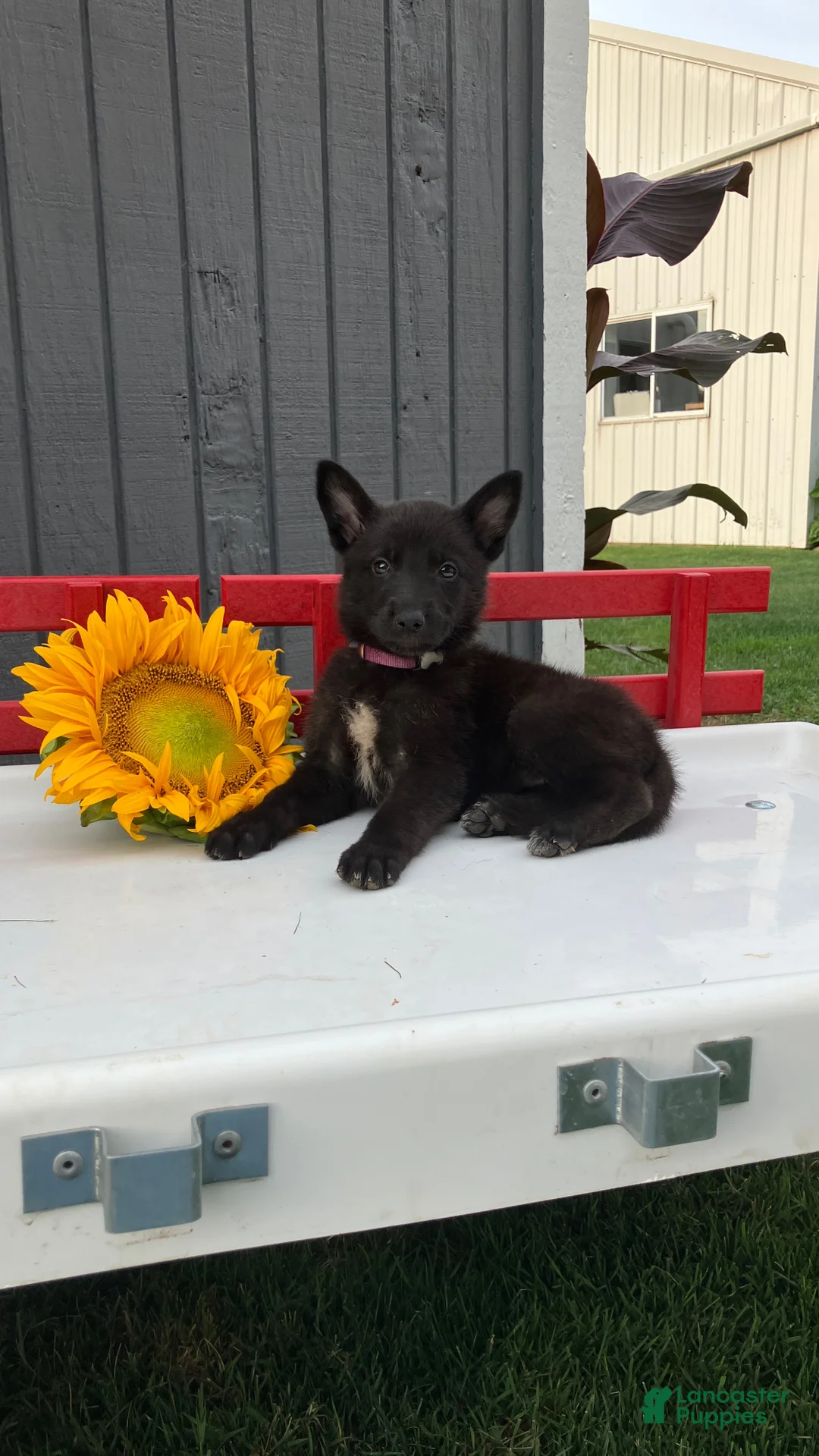 German Shepherd dogs for sale: Trixie - Ad 1