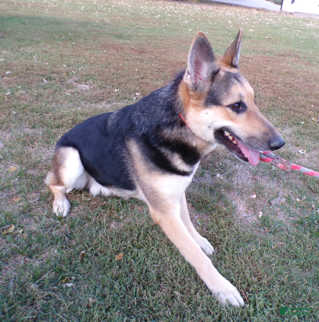 German Shepherd dogs for sale: German Shepherd Puppy 2 Buster - Ad 4