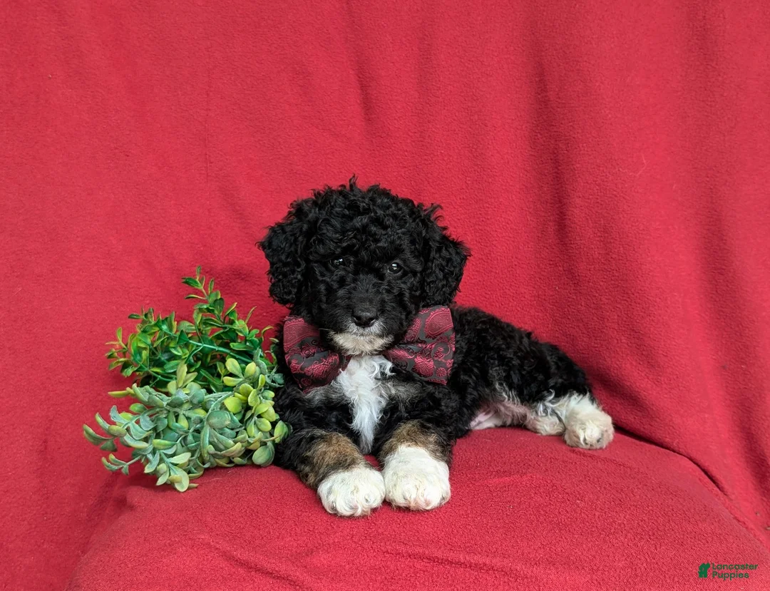 Mini Bernedoodle dogs for sale: Quincey Hypoallergenic - Ad 5