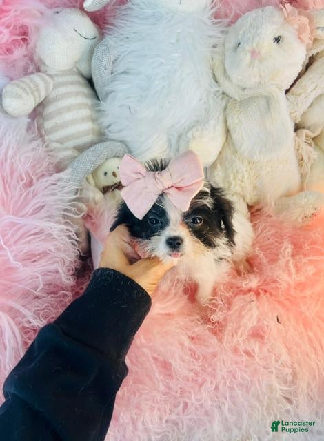 Morkie dogs Teacup/Pocketbook Morkie - Hand delivery available  - Ad 1
