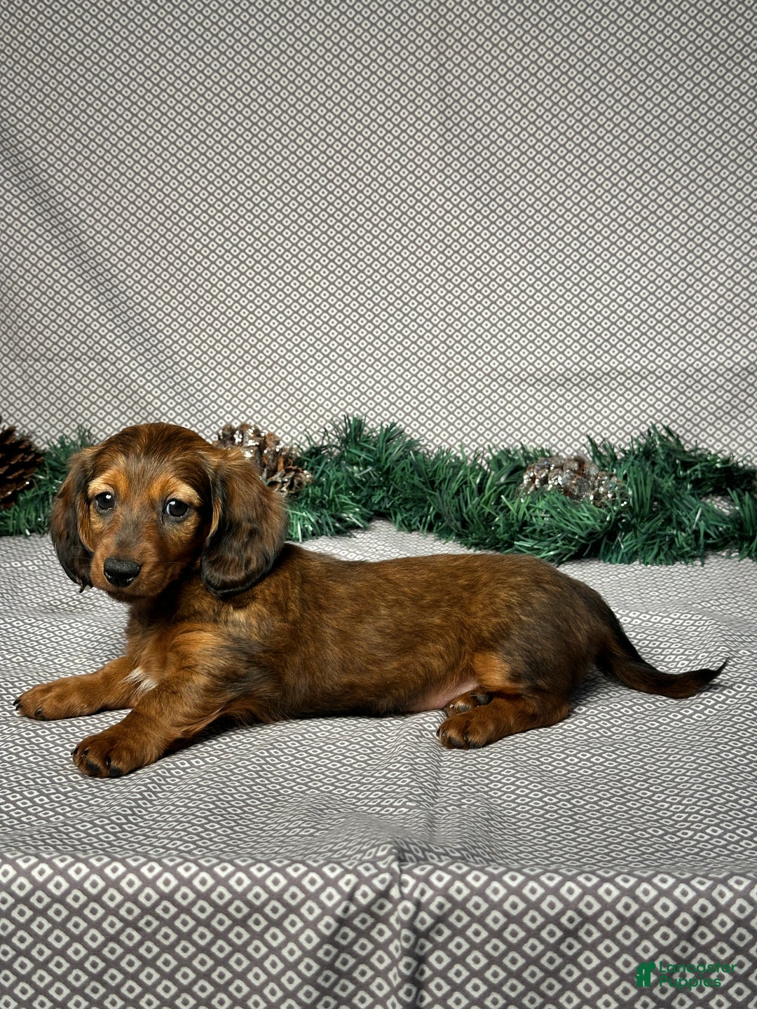Miniature Dachshund dogs for sale: Mia - Ad 5