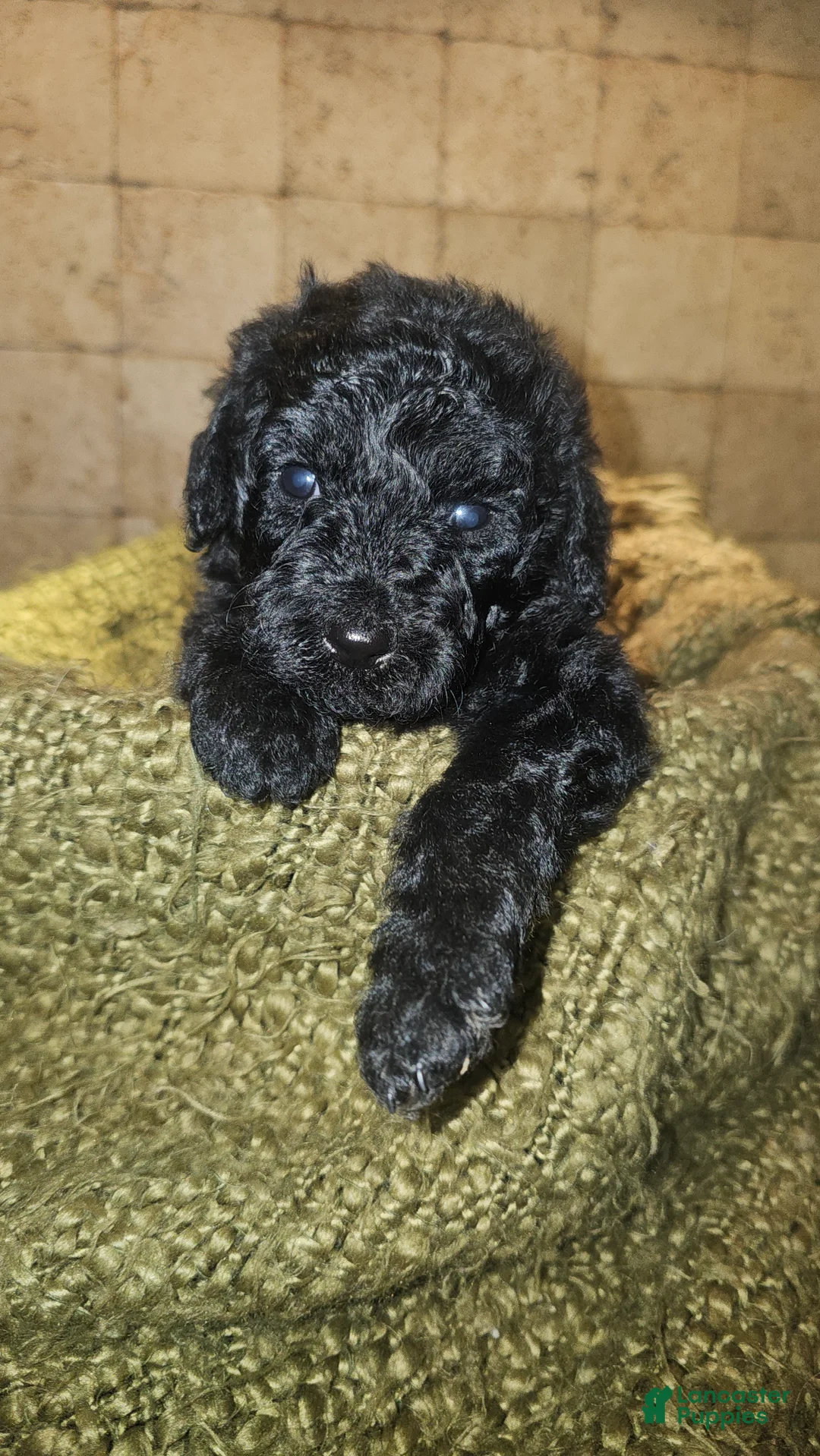 Goldendoodle dogs for sale: Mario Goldendoodle Puppy 6 - Ad 2