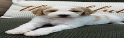 Goldendoodle dogs for sale: Ranger - Ad 2