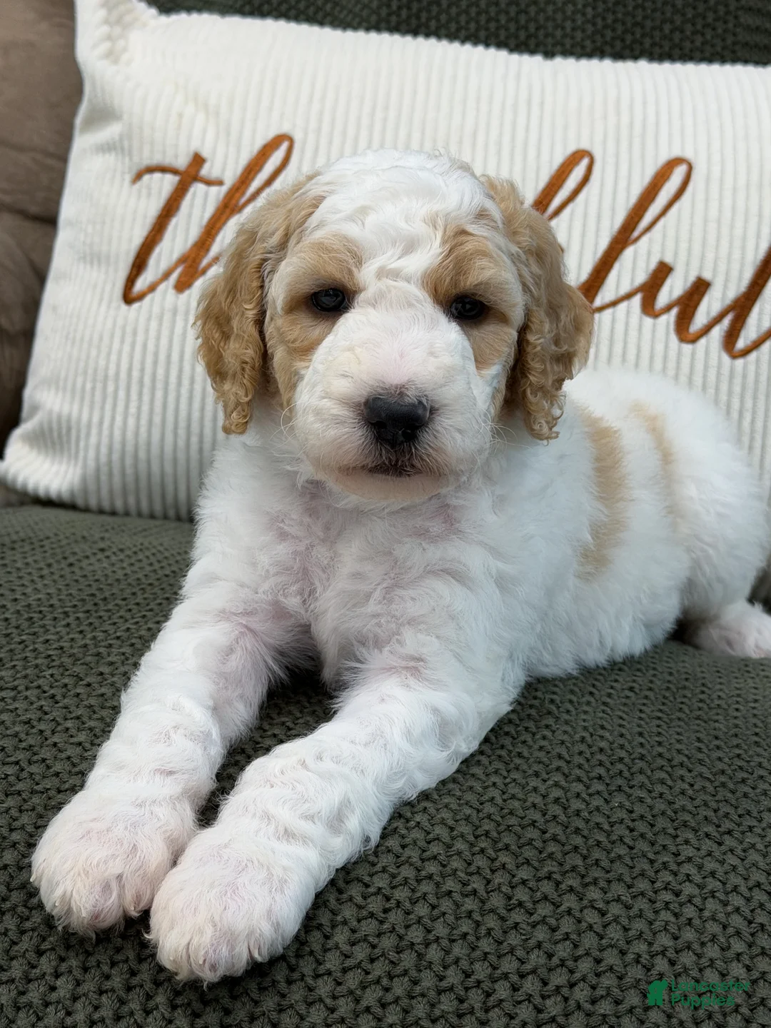 Goldendoodle dogs for sale: Ranger - Ad 2